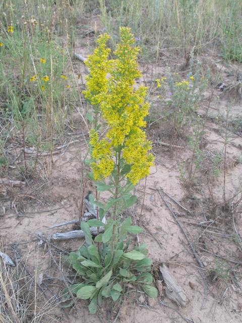 Solidago wrightii